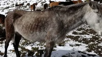 Прокуратурата разследва собственика на бедстващите коне за злоупотреба с европари