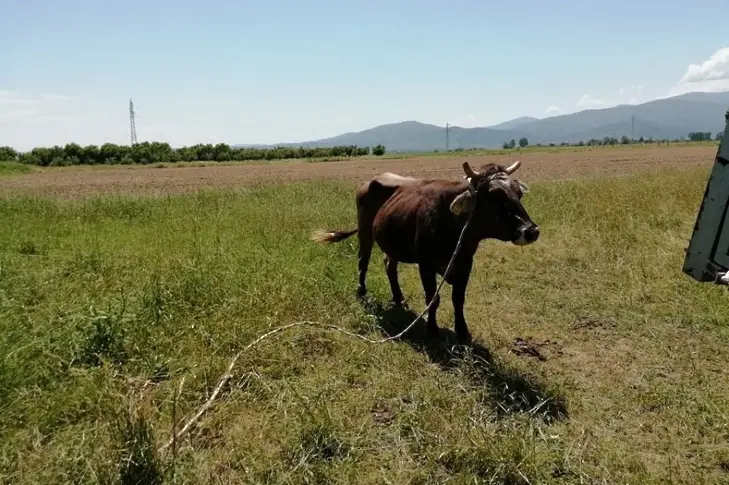 Кравата Пенка се върна в мандата на ГЕРБ