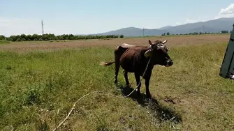 Кравата Пенка се върна в мандата на ГЕРБ