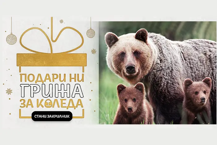 WWF стартира кампания за опазване на мечките в България