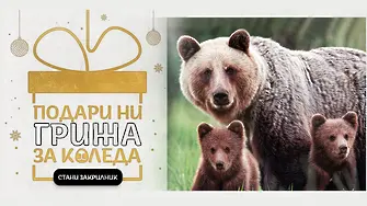 WWF стартира кампания за опазване на мечките в България