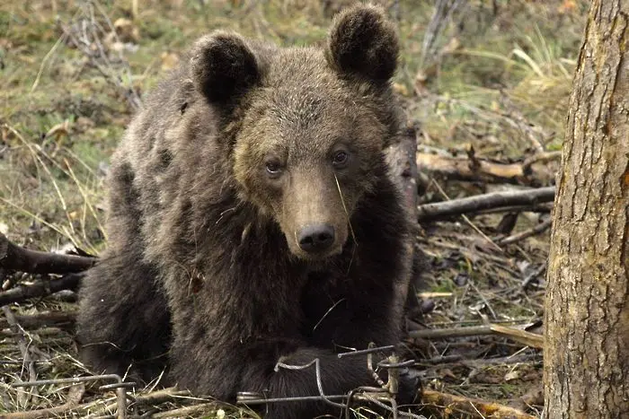 По случай Мечкинден WWF разказва историята на спасеното мече Митко