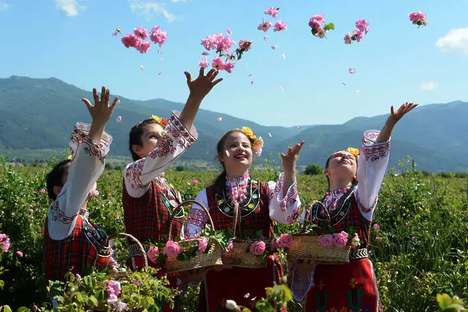 Красиви български рози край Казанлък