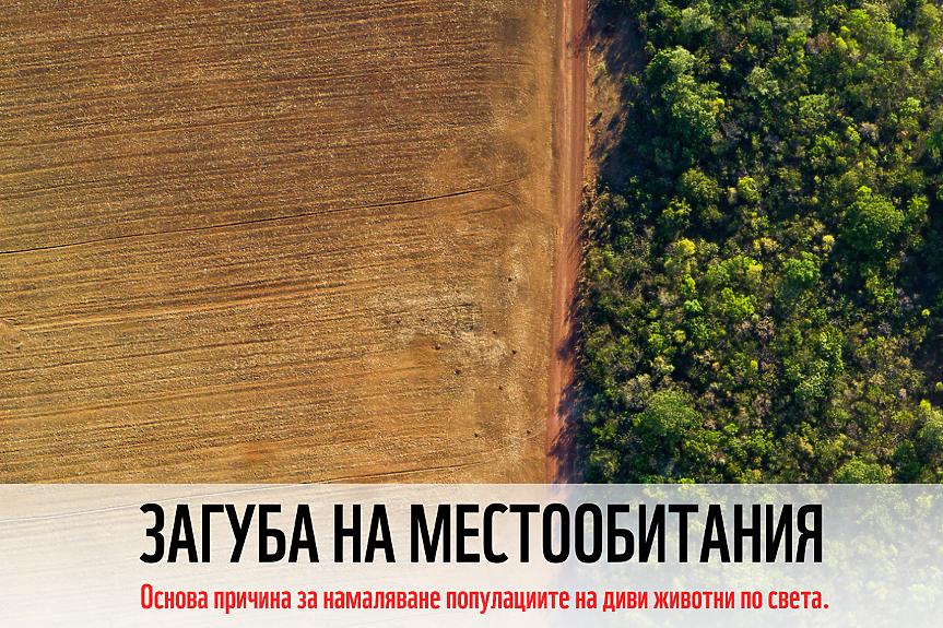 С кампанията си „Общ дом. Общо бъдеще“ WWF набира подкрепа за опазване дома на дивите животни в България