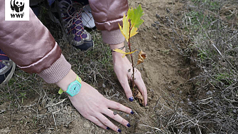 WWF възстановява горски местообитания в България