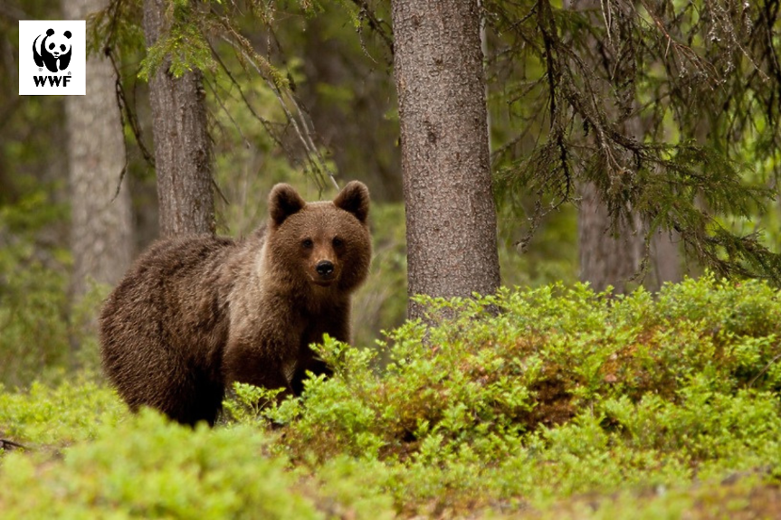 На Мечкинден WWF празнува създаването на своя Спасителен мечешки отряд