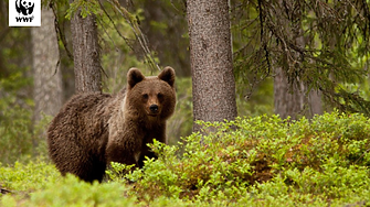 На Мечкинден WWF празнува създаването на своя Спасителен мечешки отряд