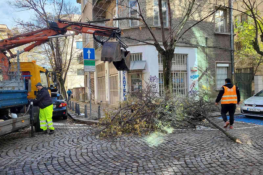 385 тона клони извозени в София след снежното бедствие