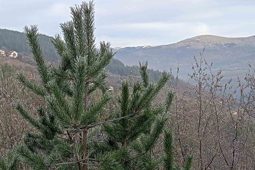 Топло в края на януари, след средата на седмицата - дъжд